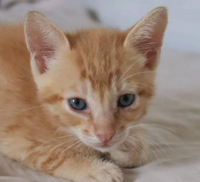 Gato raça SRD-ViraLata idade 2 a 6 meses nome Emílio 