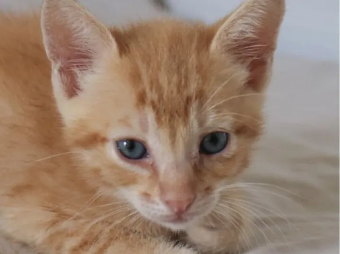 Gato raça SRD-ViraLata idade 2 a 6 meses nome Emílio 
