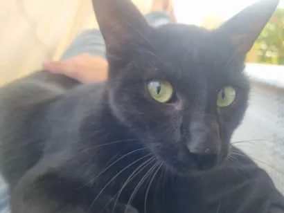 Gato raça SRD-ViraLata idade 1 ano nome luciano