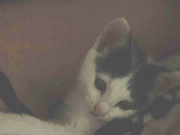 Gato raça SRD-ViraLata idade Abaixo de 2 meses nome Billy