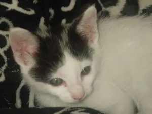Gato raça SRD-ViraLata idade Abaixo de 2 meses nome Billy