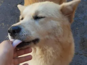 Cachorro raça Husky Siberiano idade 1 ano nome Eloah