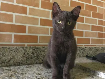 Gato raça SRD-ViraLata idade 2 a 6 meses nome Nutella