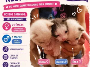Gato raça Exótico idade 1 ano nome Amadinha Pantoja Miranda