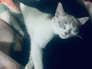 Gato raça SRD-ViraLata idade 1 ano nome Terror e Fumaça