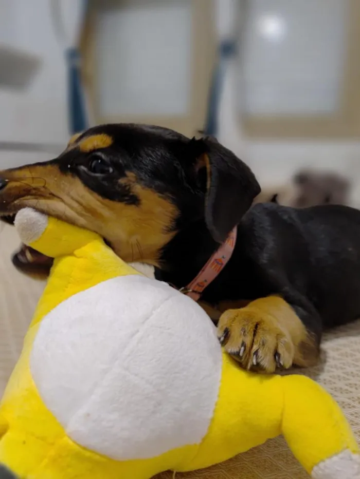 Cachorro raça SRD-ViraLata idade 2 a 6 meses nome pedrita