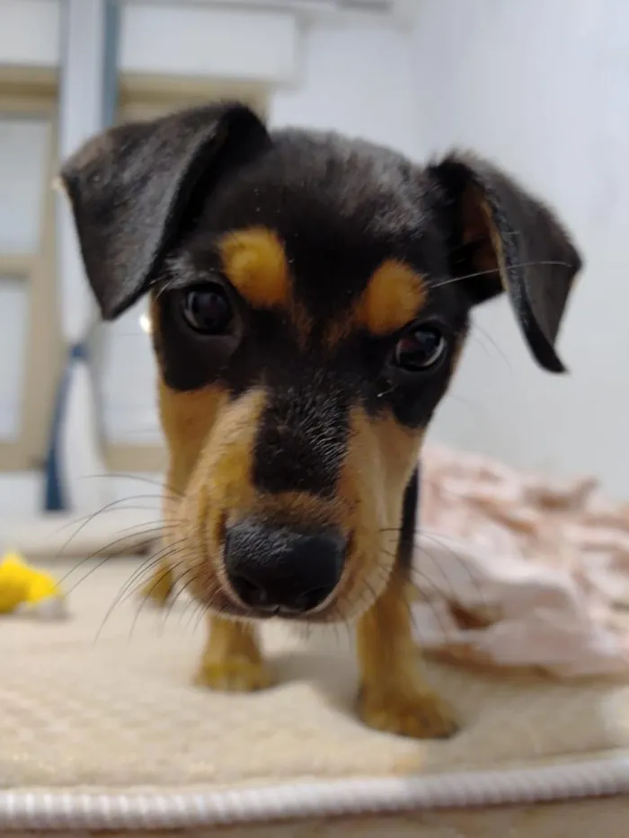 Cachorro raça SRD-ViraLata idade 2 a 6 meses nome pedrita