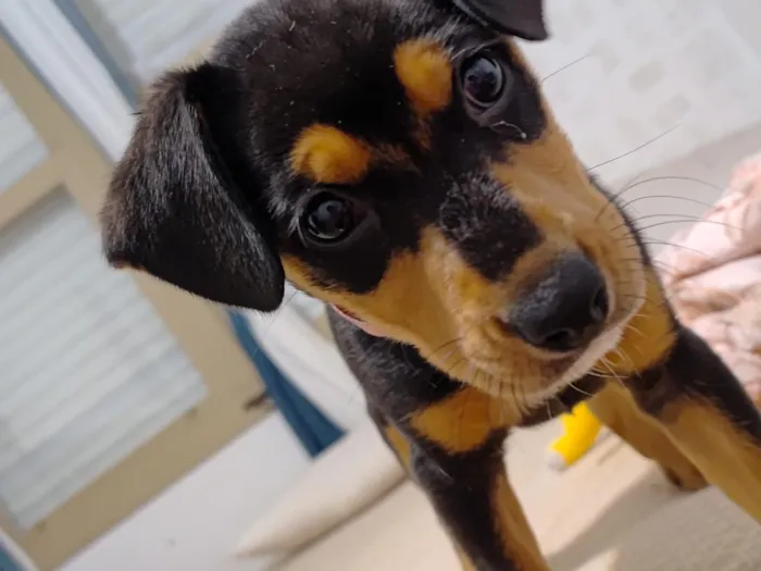 Cachorro raça SRD-ViraLata idade 2 a 6 meses nome pedrita