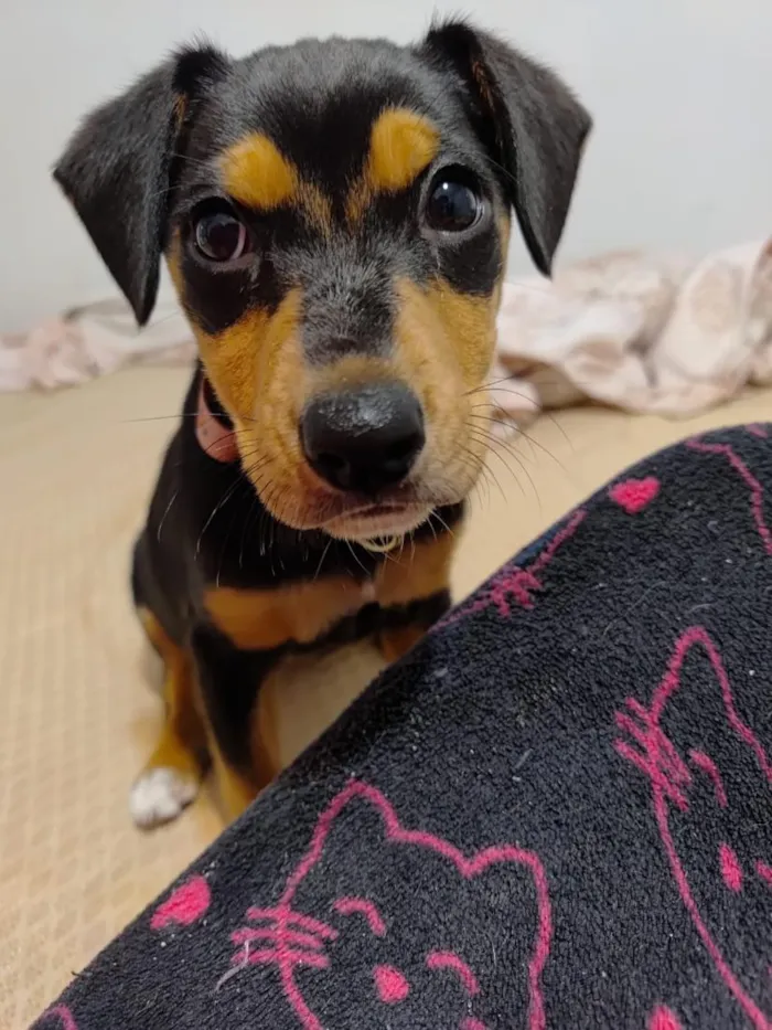 Cachorro raça SRD-ViraLata idade 2 a 6 meses nome pedrita