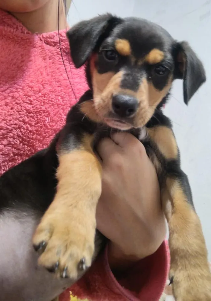 Cachorro raça SRD-ViraLata idade 2 a 6 meses nome pedrita