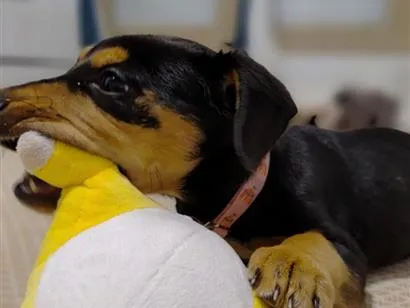 Cachorro raça SRD-ViraLata idade 2 a 6 meses nome pedrita