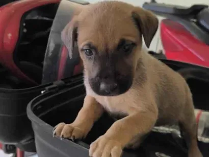 Cachorro raça SRD-ViraLata idade 2 a 6 meses nome sem nome 