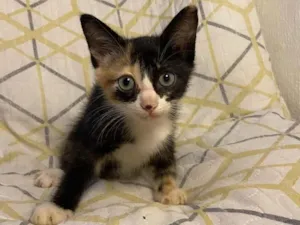 Gato raça SRD-ViraLata idade 2 a 6 meses nome Sem nome 