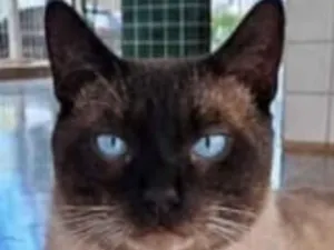 Gato raça Siamês idade 7 a 11 meses nome Luke