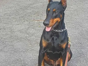 Cachorro raça Dobermann idade 5 anos nome Zeus 