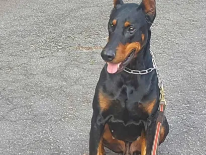 Cachorro raça Dobermann idade 5 anos nome Zeus 