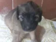 doação macho misturado com raça 