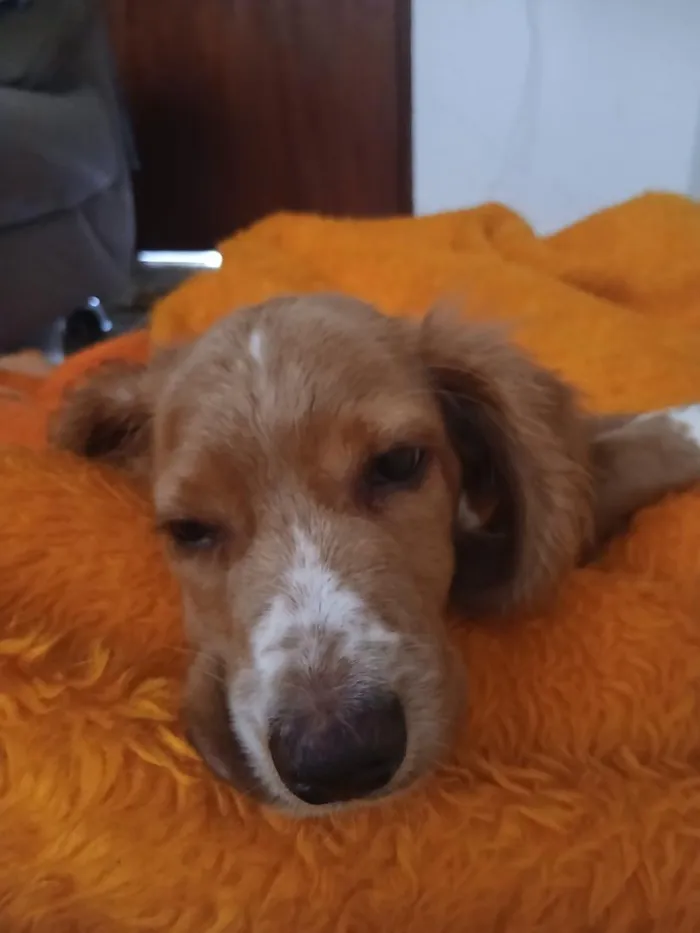 Cachorro raça Cocker idade 2 a 6 meses nome namjoon