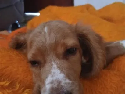 Cachorro raça Cocker idade 2 a 6 meses nome namjoon