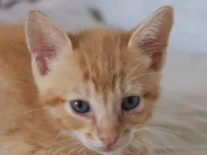 Gato raça SRD-ViraLata idade 2 a 6 meses nome Emílio 
