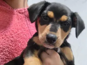 Cachorro raça SRD-ViraLata idade 2 a 6 meses nome pedrita