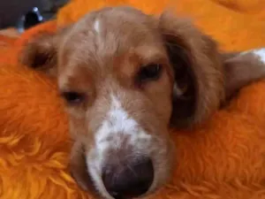 Cachorro raça Cocker idade 2 a 6 meses nome namjoon