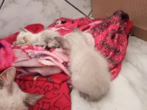 Gato raça Siamês idade Abaixo de 2 meses nome Gatinhos para adoção 