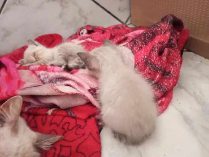 Gato raça Siamês idade Abaixo de 2 meses nome Gatinhos para adoção 