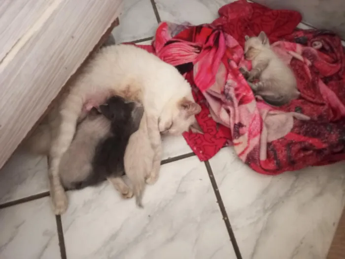 Gato raça Siamês idade Abaixo de 2 meses nome Gatinhos para adoção 
