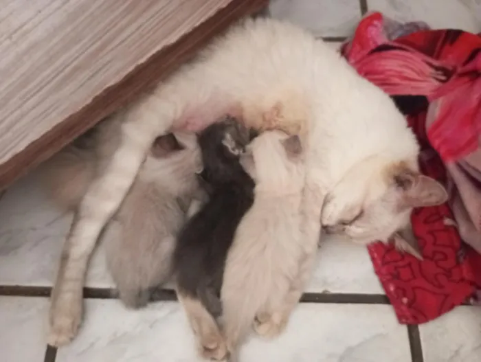 Gato raça Siamês idade Abaixo de 2 meses nome Gatinhos para adoção 