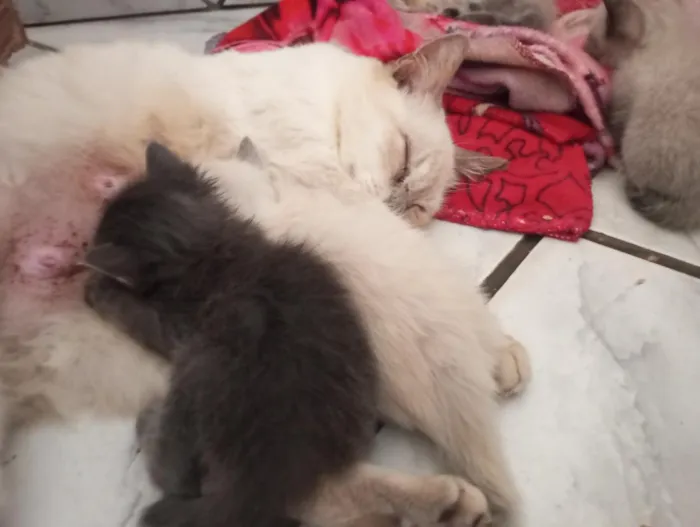 Gato raça Siamês idade Abaixo de 2 meses nome Gatinhos para adoção 