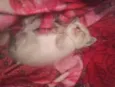 Gatinhos para adoção 
