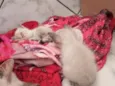 Gatinhos para adoção 