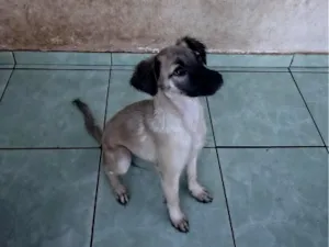 Cachorro raça SRD-ViraLata idade 2 a 6 meses nome sem nome