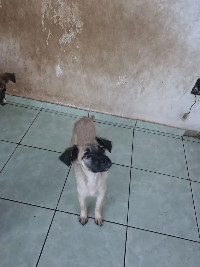 Cachorro raça SRD-ViraLata idade 2 a 6 meses nome sem nome