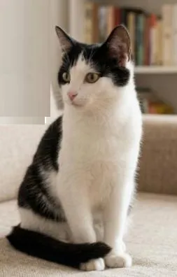 Gato raça SRD-ViraLata idade 1 ano nome Tom