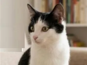 Gato raça SRD-ViraLata idade 1 ano nome Tom