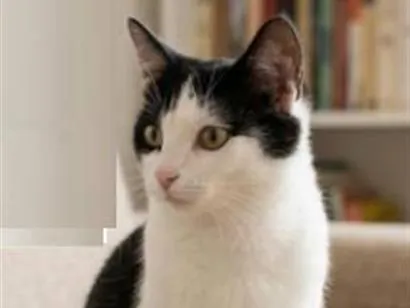 Gato raça SRD-ViraLata idade 1 ano nome Tom