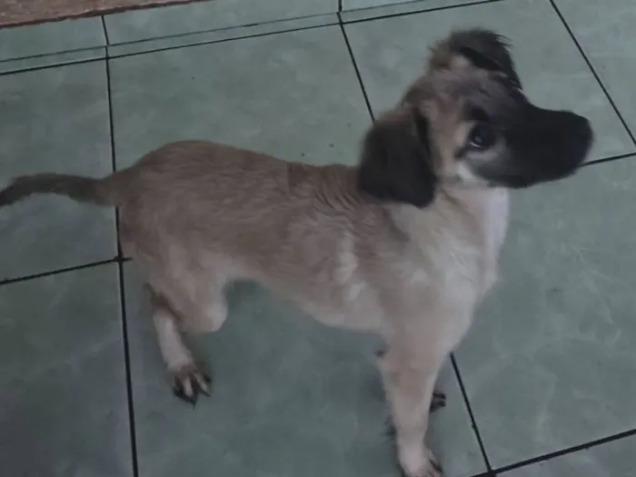 Cachorro raça SRD-ViraLata idade 2 a 6 meses nome sem nome