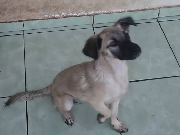 Cachorro raça SRD-ViraLata idade 2 a 6 meses nome sem nome