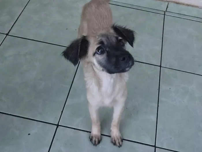 Cachorro raça SRD-ViraLata idade 2 a 6 meses nome sem nome