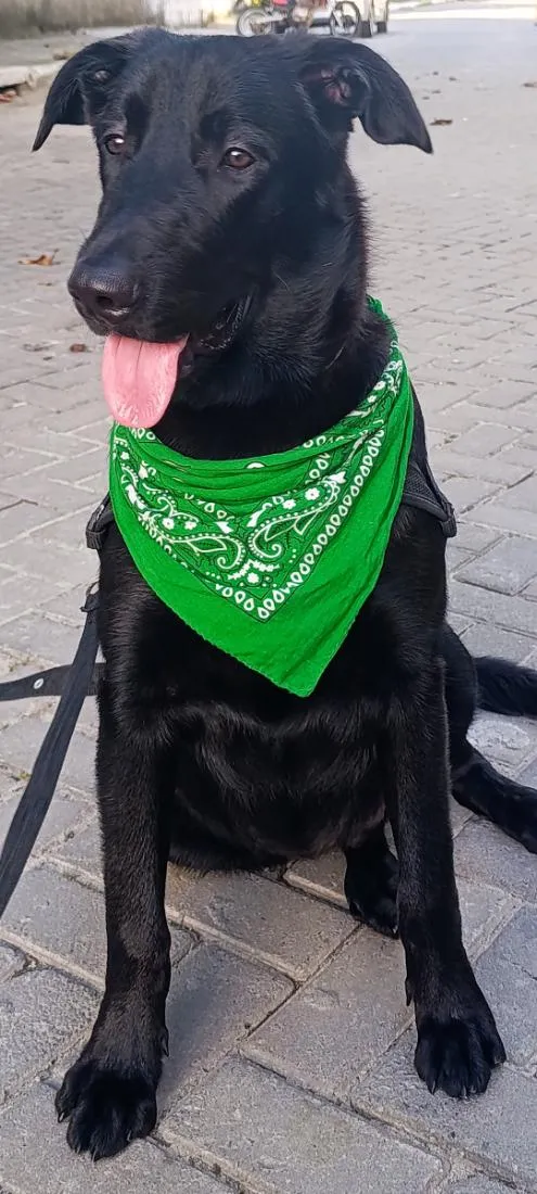 Cachorro raça SRD-ViraLata idade 7 a 11 meses nome Drack