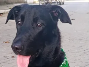 Cachorro raça SRD-ViraLata idade 7 a 11 meses nome Drack