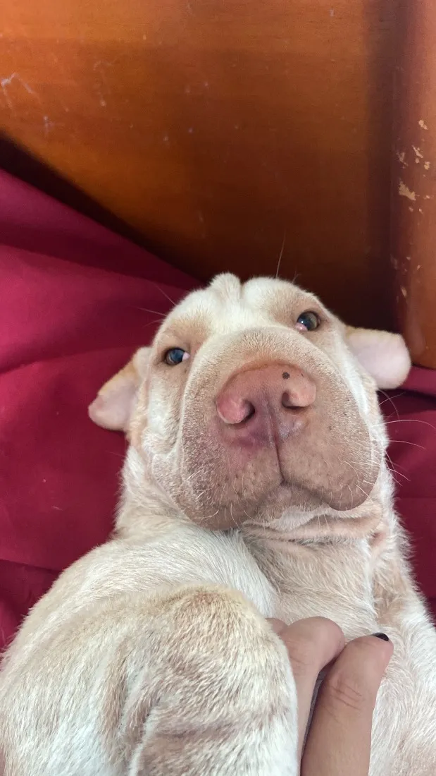 Cachorro raça SRD-ViraLata idade 5 anos nome Gedoz