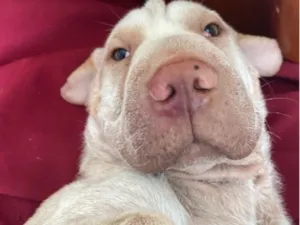 Cachorro raça SRD-ViraLata idade 5 anos nome Gedoz