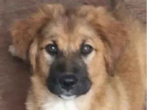 Cachorro raça Labrador idade 2 a 6 meses nome Marley 