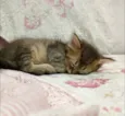 Gatinha 