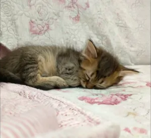 Gato raça SRD idade Abaixo de 2 meses nome Gatinha 
