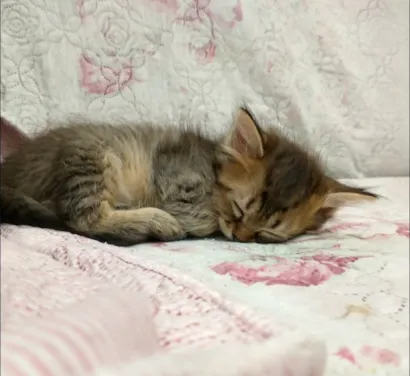 Gato raça SRD idade Abaixo de 2 meses nome Gatinha 