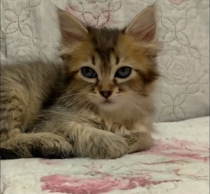 Gato raça SRD idade Abaixo de 2 meses nome Gatinha 